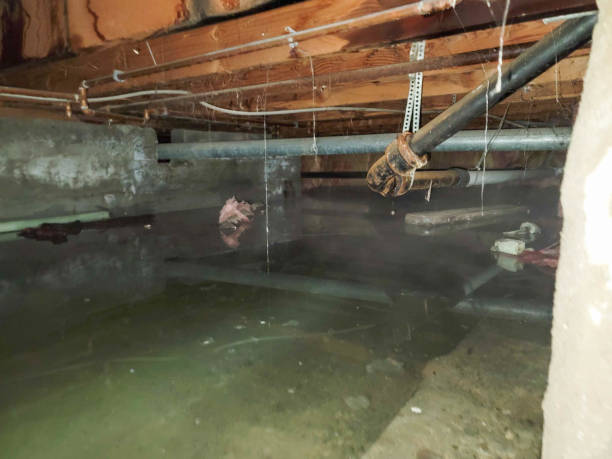 Best Basement water damage restoration  in Coopersville, MI